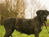 Une chienne Cane Corso noir bringé LOF de 7 ans à vendre