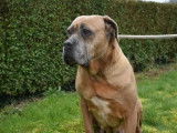 À vendre : une chienne Cane Corso fauve bringé de 5 ans LOF
