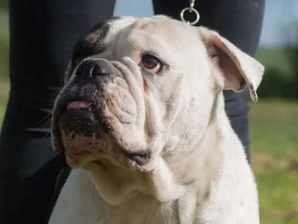 Vendre : une chienne Bulldog Anglais fauve bringé de 5 ans LOF