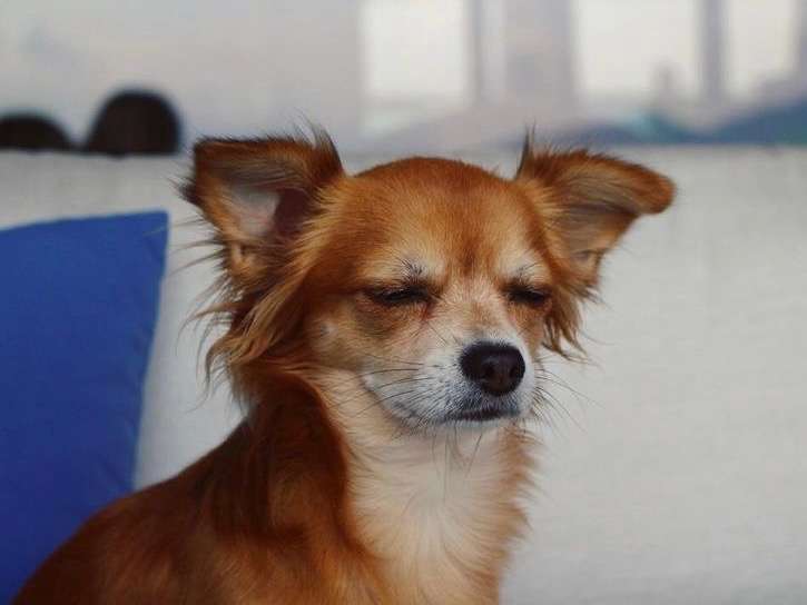 Mâle Chihuahua pour saillie