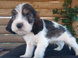 Chiots Petits Bassets Griffons Vendéens LOF, testés pour les yeux par ADN à réserver pour début décembre