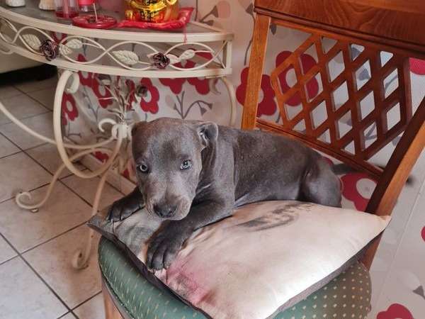 Chiot Bull Terrier mâle LOF au pelage bleu à vendre