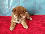 Mise à la vente de 3 chiots Shiba marron, femelles non LOF
