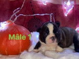 Chiots Boston Terrier LOF à réserver