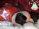 Chiots Boston Terrier LOF à réserver