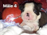 Chiots Boston Terrier LOF à réserver