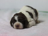 Chiots English Springer Spaniel LOF à réserver