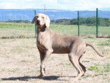 Chiots Braque de Weimar LOF à vendre