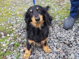 Chien Teckel mâle d’un an, noir et roux non LOF, disponible à la vente