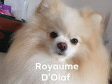 Chiot femelle de race Spitz Allemand (non LOF) à réserver