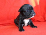 5 Chiots femelles Bouledogue Français noir et caille à réserver (non LOF)