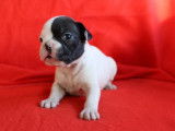 5 Chiots femelles Bouledogue Français noir et caille à réserver (non LOF)