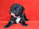 5 Chiots femelles Bouledogue Français noir et caille à réserver (non LOF)