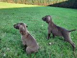 Chiens de race Braque Allemand (LOF) &agrave; vendre