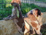 Chiens de race Braque Allemand (LOF) &agrave; vendre