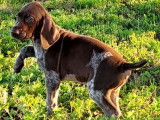 Chiens de race Braque Allemand (LOF) &agrave; vendre