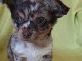 Chiots Chihuahua à poil court et long (non LOF) en vente