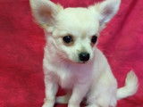 Chiots Chihuahua à poil court et long (non LOF) en vente