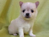 Chiots Chihuahua à poil court et long (non LOF) en vente