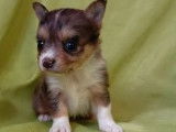 Chiots Chihuahua à poil court et long (non LOF) en vente