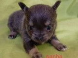 Chiots Chihuahua à poil court et long (non LOF) en vente