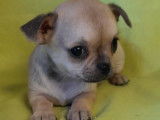 Chiots Chihuahua à poil court et long (non LOF) en vente