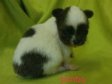 Chiots Chihuahua à poil court et long (non LOF) en vente