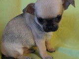 Chiots Chihuahua à poil court et long (non LOF) en vente