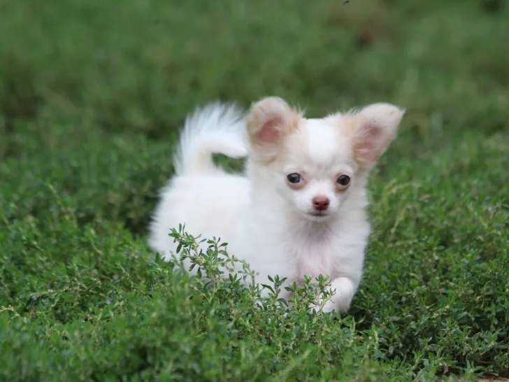Chiot Chihuahua blanc, femelle LOF de mai 2021 en vente