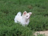 Chiot Chihuahua blanc, femelle LOF de mai 2021 en vente