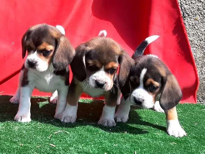 2 chiots mâles 3 femelles Beagle non LOF de juin 2021 à vendre