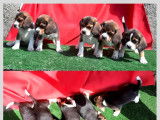 2 chiots m&acirc;les 3 femelles Beagle non LOF de juin 2021 &agrave; vendre