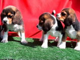 2 chiots m&acirc;les 3 femelles Beagle non LOF de juin 2021 &agrave; vendre