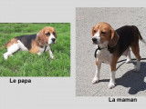 2 chiots m&acirc;les 3 femelles Beagle non LOF de juin 2021 &agrave; vendre