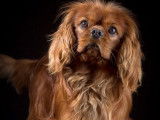 Mâle Cavalier King Charles Spaniel LOF ruby Elite A disponible pour saille
