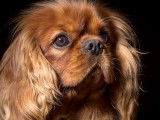 Mâle Cavalier King Charles Spaniel LOF ruby Elite A disponible pour saille
