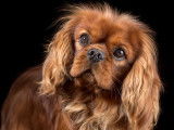 Mâle Cavalier King Charles Spaniel LOF ruby Elite A disponible pour saille