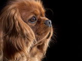 Mâle Cavalier King Charles Spaniel LOF ruby Elite A disponible pour saille