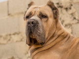 Superbe mâle Cane Corso LOF
