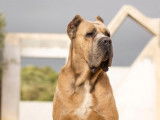 Superbe mâle Cane Corso LOF