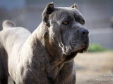 Superbe Cane Corso LOF gris bring&eacute; disponible pour saille