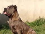 Superbe Cane Corso LOF gris bring&eacute; disponible pour saille