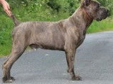 Superbe Cane Corso LOF gris bring&eacute; disponible pour saille