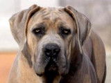 Magnifique m&acirc;le Cane Corso LOF disponible pour saillie