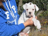 Chiots Boxer LOF à vendre