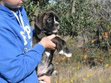 Chiots Boxer LOF à vendre