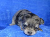 4 mâles Chihuahua poils longs non LOF à réserver