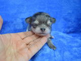 4 mâles Chihuahua poils longs non LOF à réserver