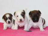 Etalon Jack Russel marron et blanc disponible pour saillie