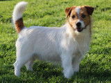 Etalon Jack Russel marron et blanc disponible pour saillie